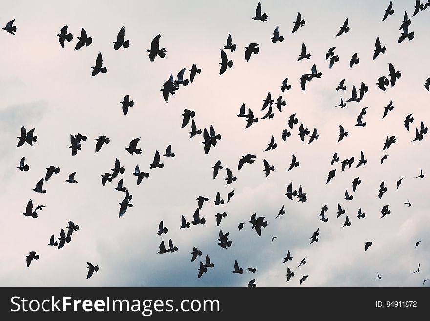 A flock of birds flying in the sky.