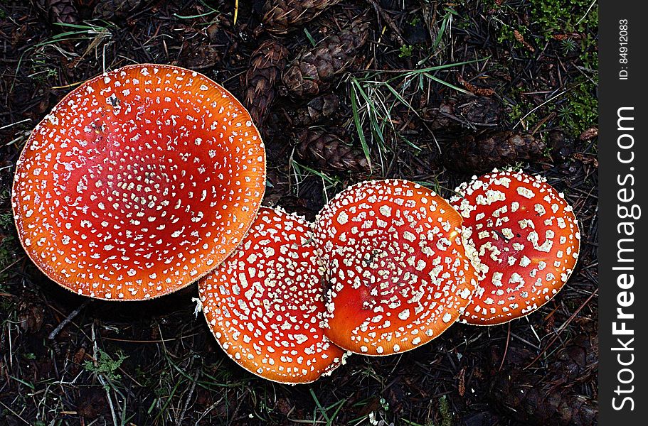Amanita muscaria, commonly known as the fly agaric or fly amanita, is a poisonous and psychoactive basidiomycete fungus, one of many in the genus Amanita. Amanita muscaria, commonly known as the fly agaric or fly amanita, is a poisonous and psychoactive basidiomycete fungus, one of many in the genus Amanita.