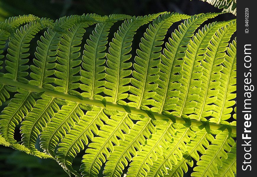 Close up of green fern leaf on black.