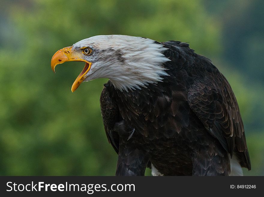 Close Up Photography Of White Black Eagle During Daytime