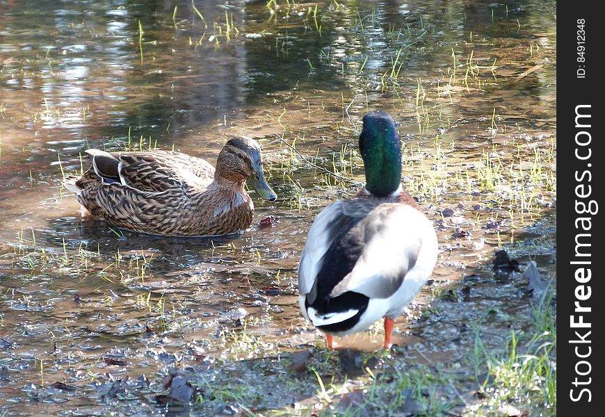 The forest was flooded a couple of weeks ago, it was impressive to see ponds formed between the trees. Ducks even swam around in them!. The forest was flooded a couple of weeks ago, it was impressive to see ponds formed between the trees. Ducks even swam around in them!