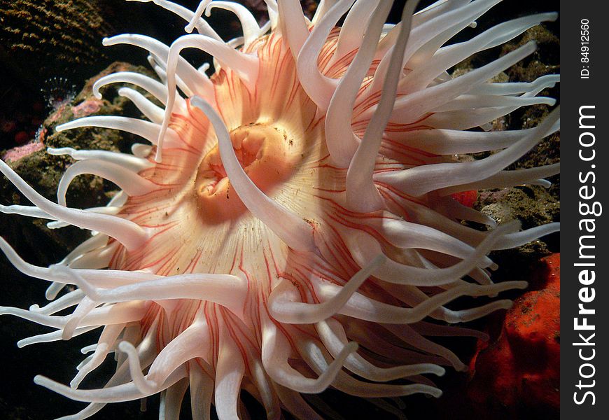 Corals, sea anemones and jellyfish all belong to the same large group of animals â€“ cnidarians. The name comes from the Greek â€˜knideâ€™, meaning nettle â€“ they carry a sharp sting in their tentacles. Corals, sea anemones and jellyfish all belong to the same large group of animals â€“ cnidarians. The name comes from the Greek â€˜knideâ€™, meaning nettle â€“ they carry a sharp sting in their tentacles