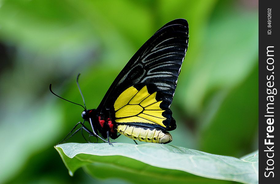 Cairns Birdwing &#x28;3&#x29