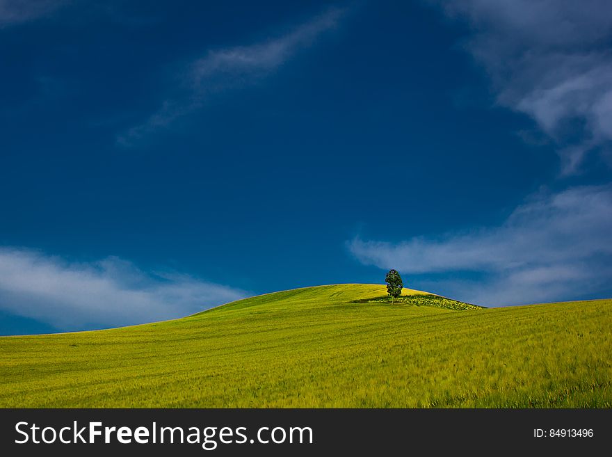 A single tree in a bright green field and blue sky above. A single tree in a bright green field and blue sky above.