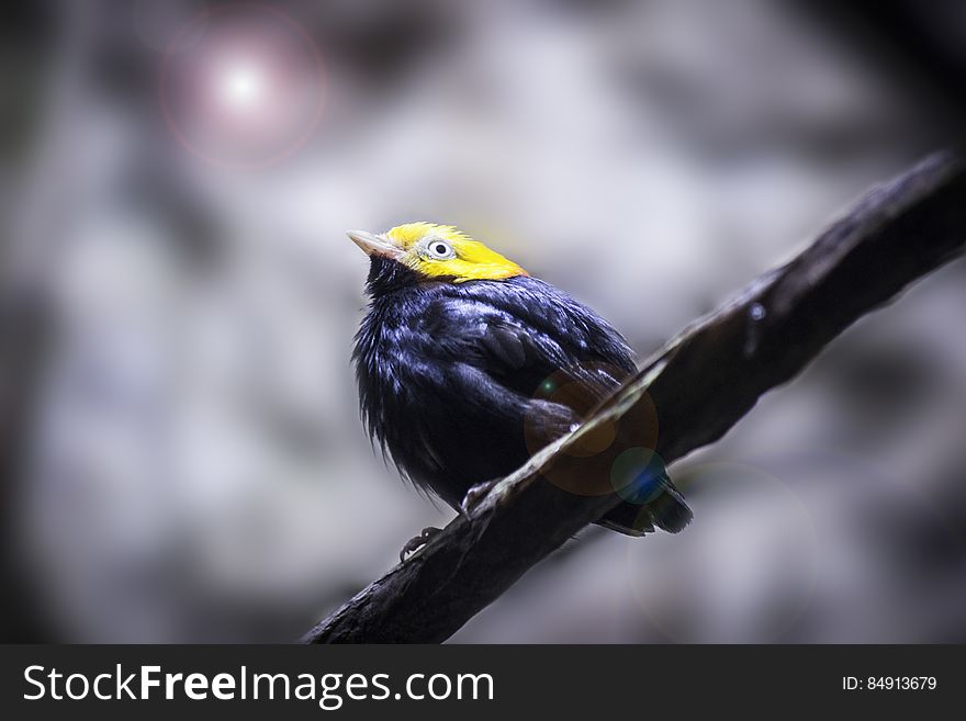 Yellow Head Black Short Beaked Bird