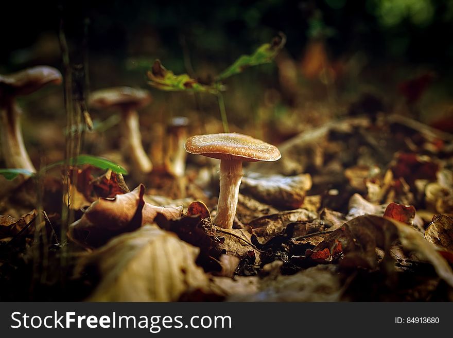Scenic view of mushrooms growing outdoors on dry leafy ground.
