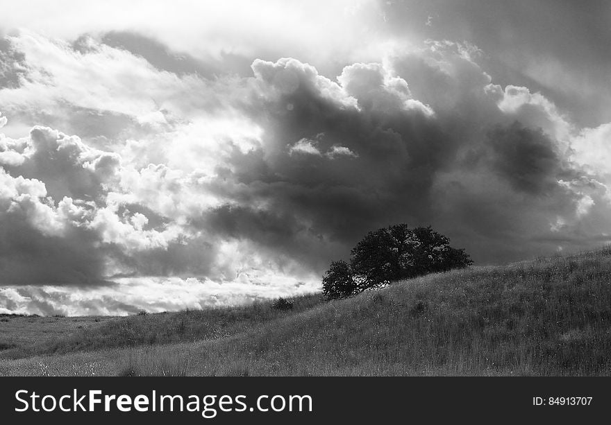 Greyscale Photo of a Tree Under Cloudy Sky at Daytime