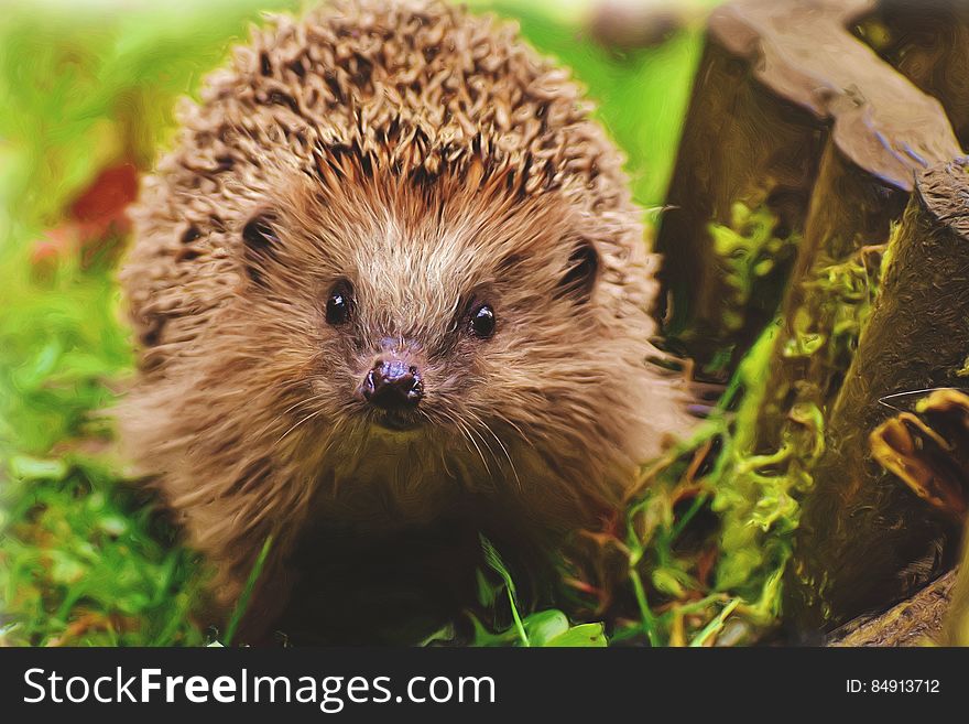 Portrait of a hedgehog on a garden lawn. Portrait of a hedgehog on a garden lawn.