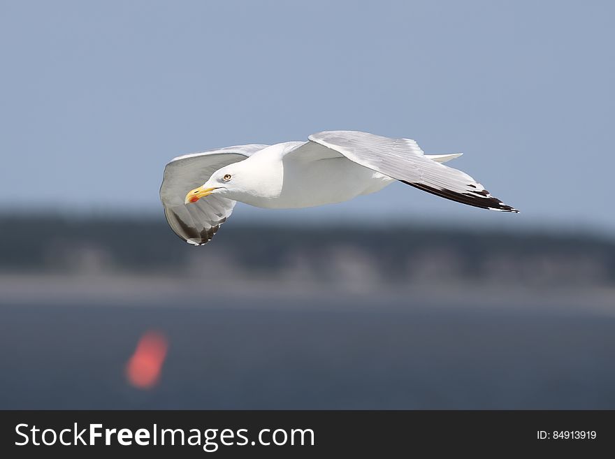 Auto Focus Photography of Flying White Bird during Daytime