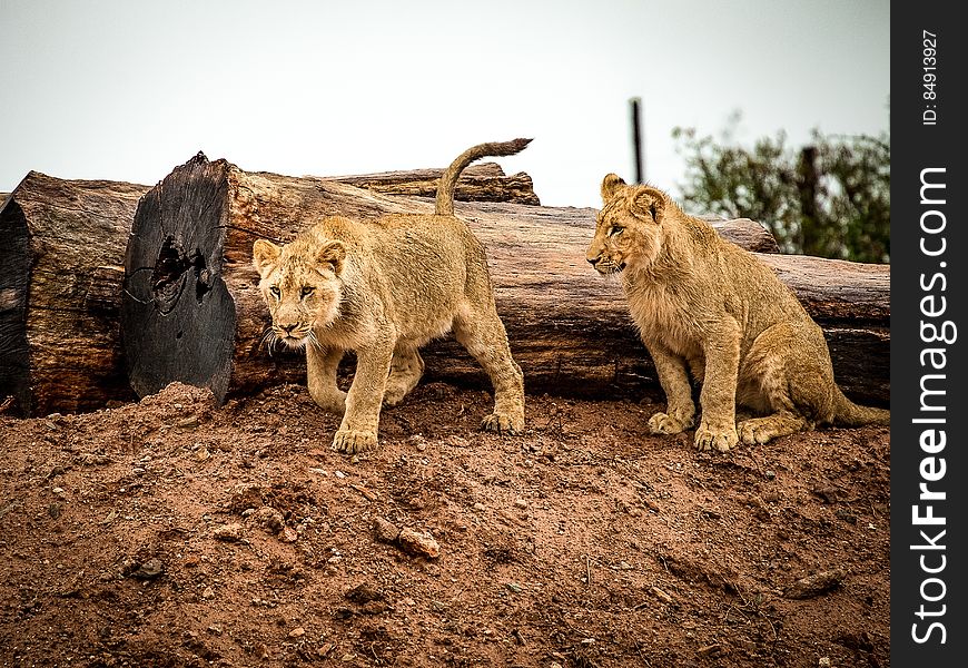 Lioness Beside Wood Trunk during Daytime