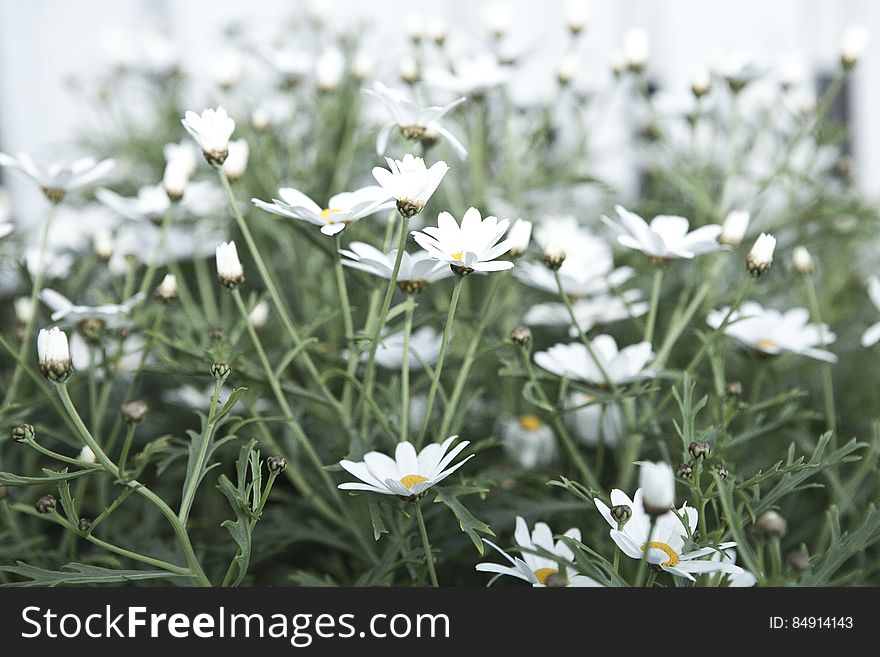 Field Of Wildflowers