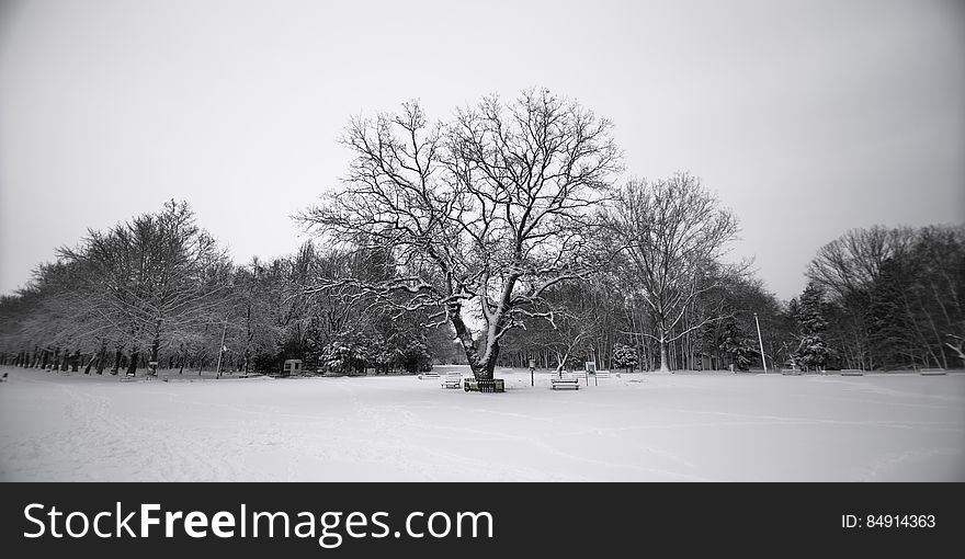 A park with fields under snow and trees in the distance. A park with fields under snow and trees in the distance.