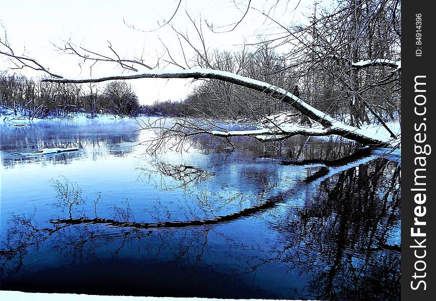 A tree hanging over water in the winter.