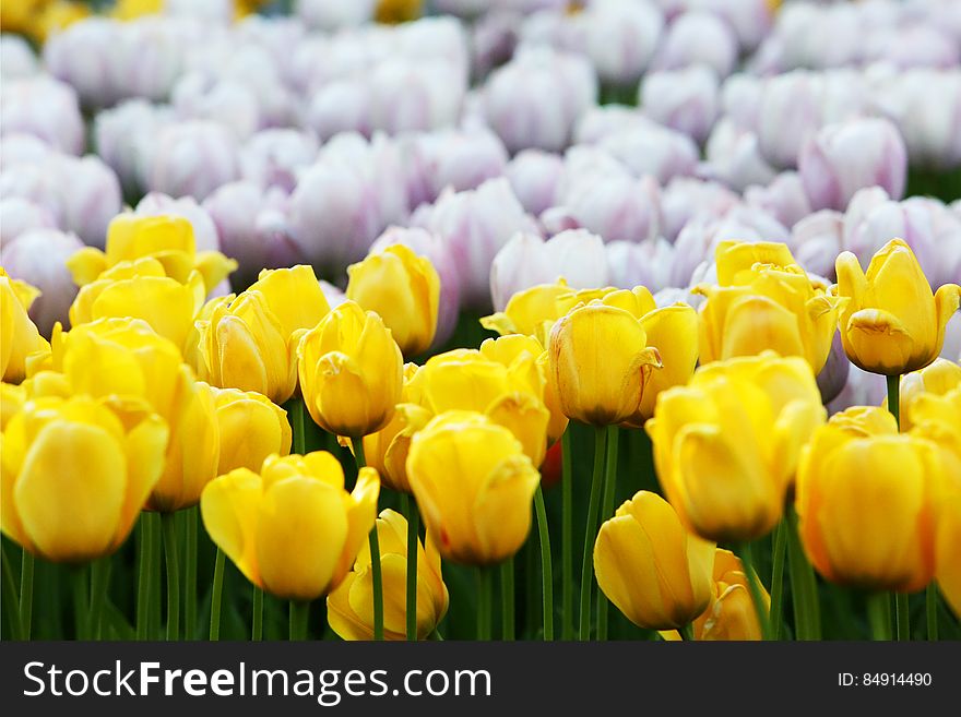 Yellow And White Tulips