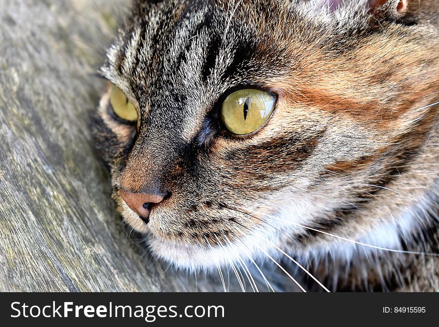Closeup Portrait Of Cat