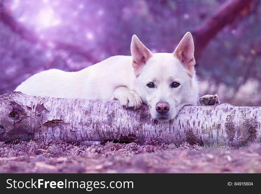 A dog lying on tree trunk with violet background.