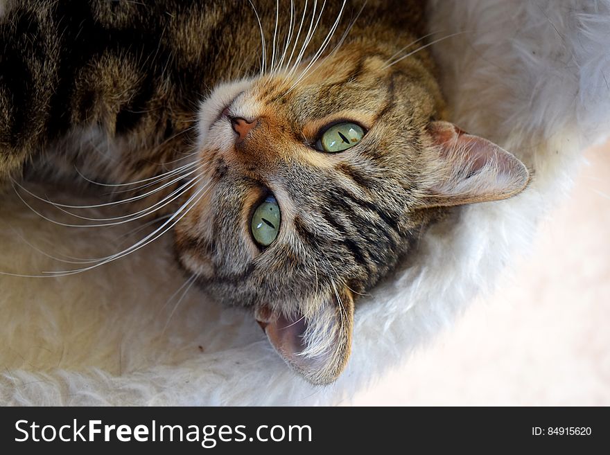 Brown Cat On Fur Mat