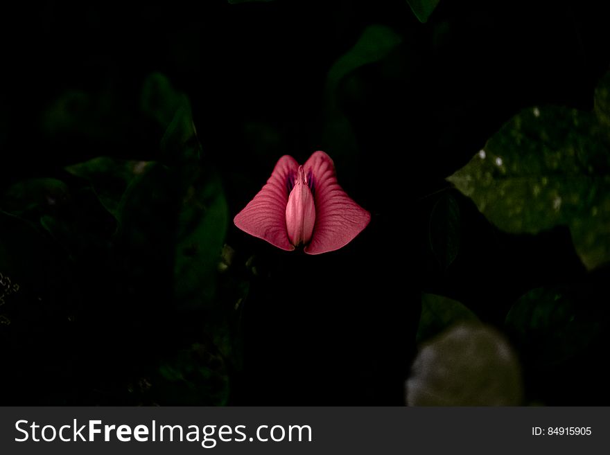 A close up of a red pea flower.