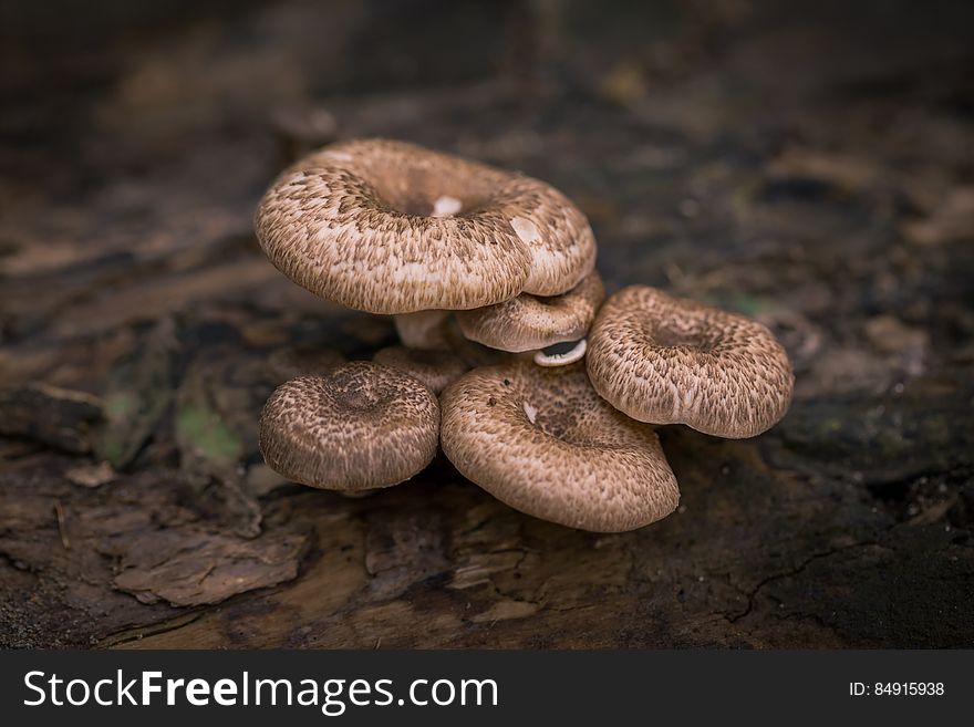 A stack of mushrooms in the forest. A stack of mushrooms in the forest.