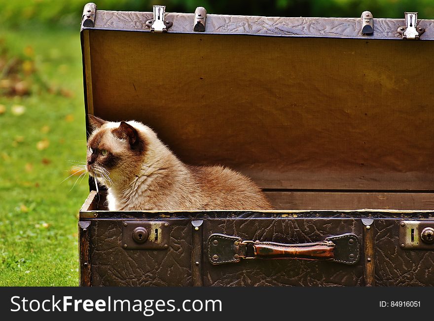 White and Brown Siamese Cat Inside Chest Box