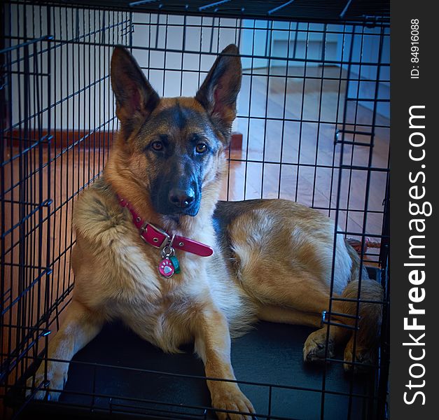 A German shepherd dog inside his cage. A German shepherd dog inside his cage.