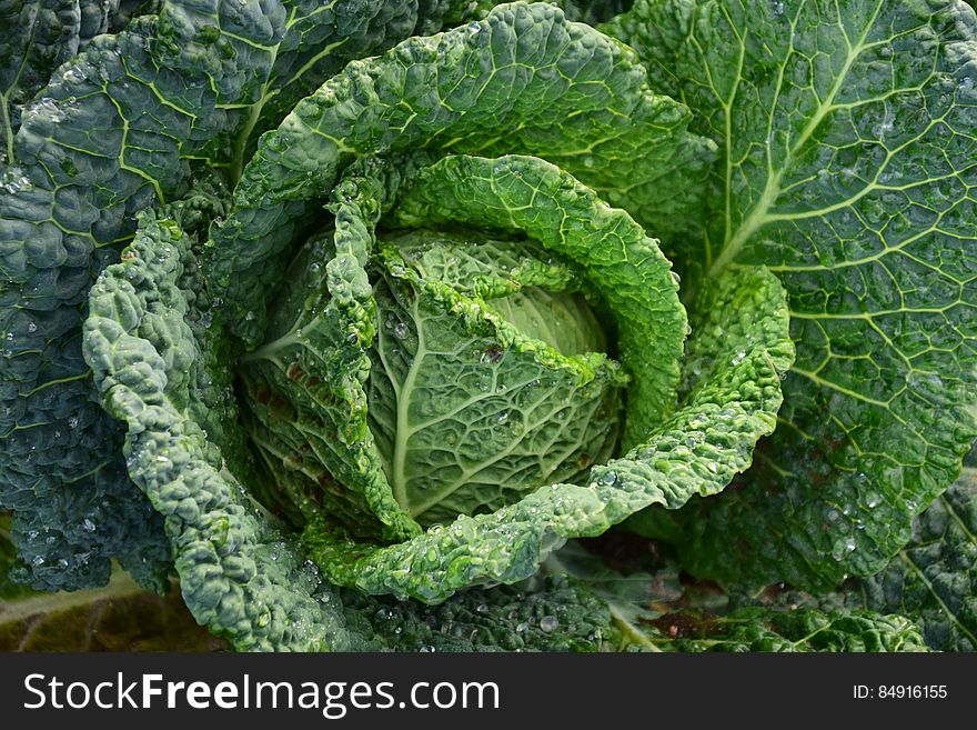 Focus Photography of Green Cabbage