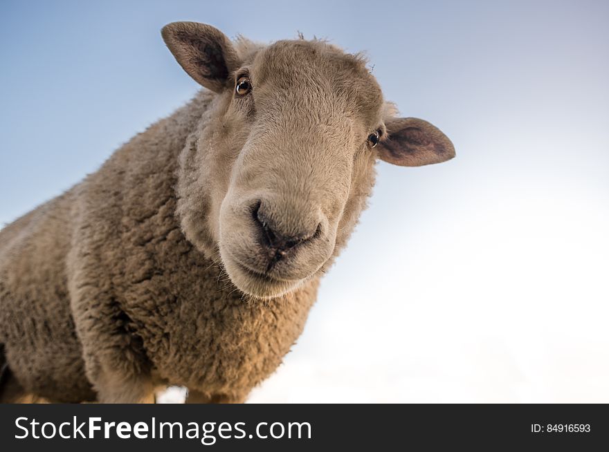 Focus Photo of Brown Sheep Under Blue Sky