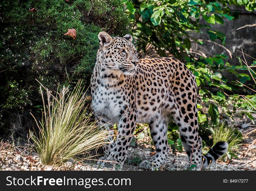 Photo Of Leopard