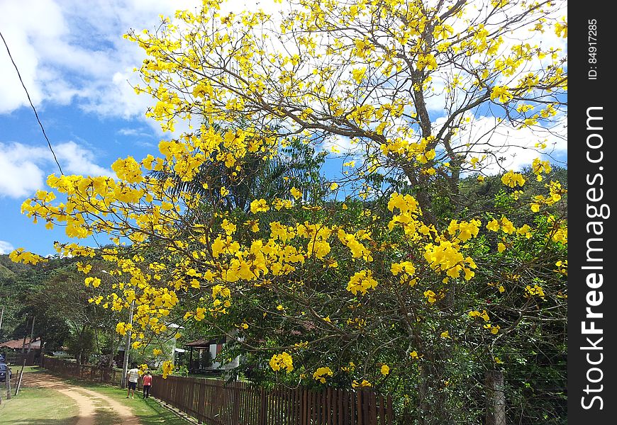 Blooming yellow trees in countryside lane. Blooming yellow trees in countryside lane.