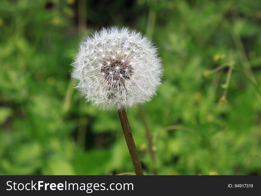 A close up of a fluffy white dandelion flower.
