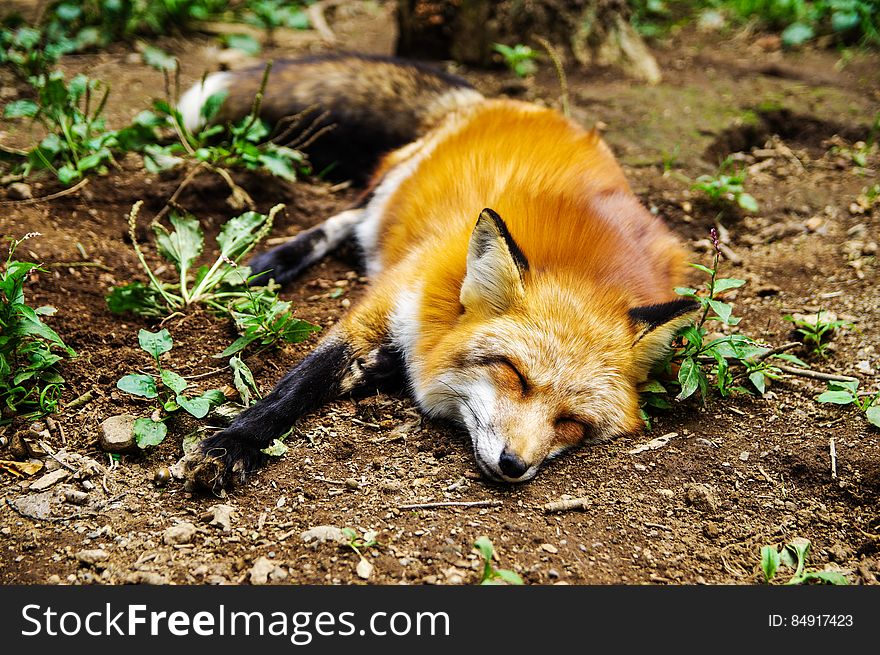 A close up of a fox sleeping on the ground. A close up of a fox sleeping on the ground.