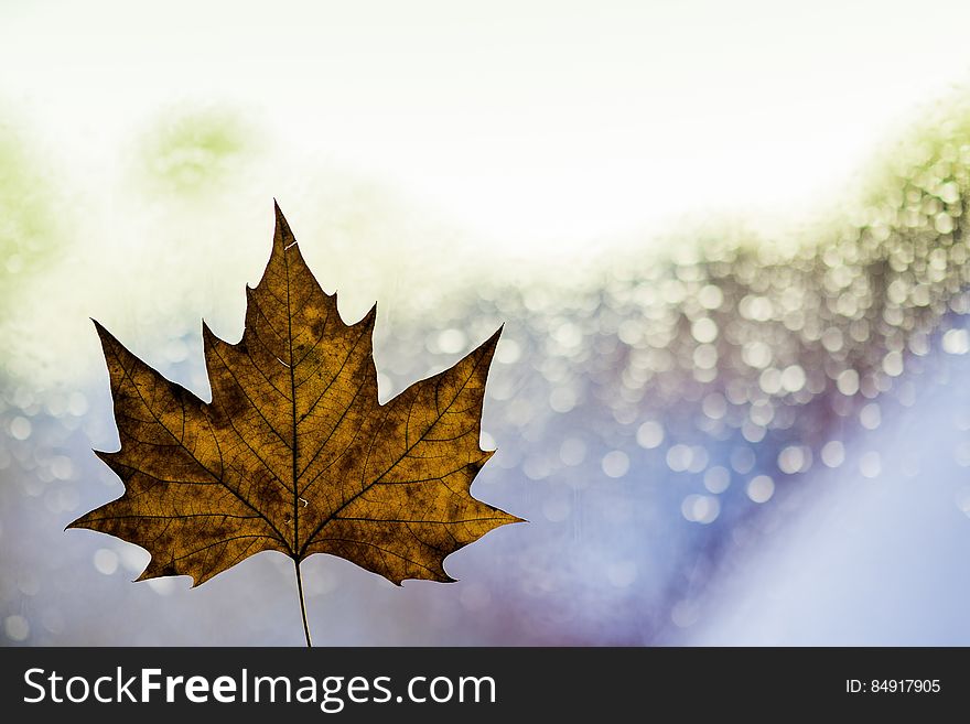 Single autumn leaf with bright sparkling background and copy space. Single autumn leaf with bright sparkling background and copy space.