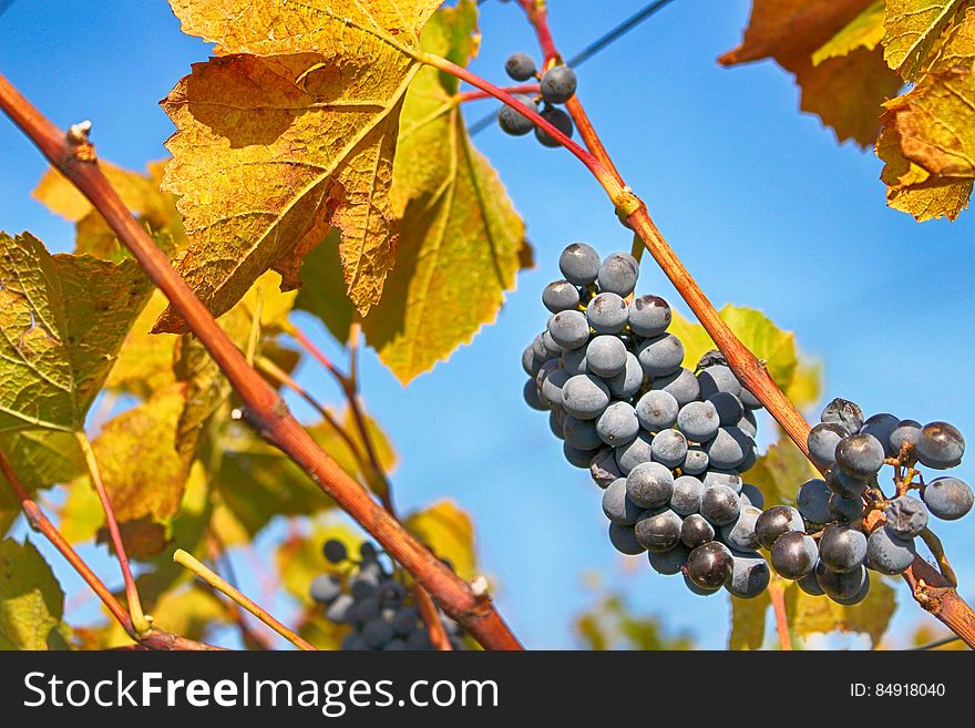 Bunches of fresh blue grapes on vines with yellow leaves, sky background.