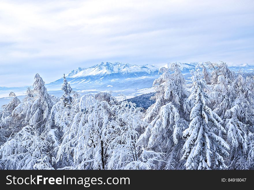 Elevated view of snow covered forest with mountains in background, Poland. Elevated view of snow covered forest with mountains in background, Poland.