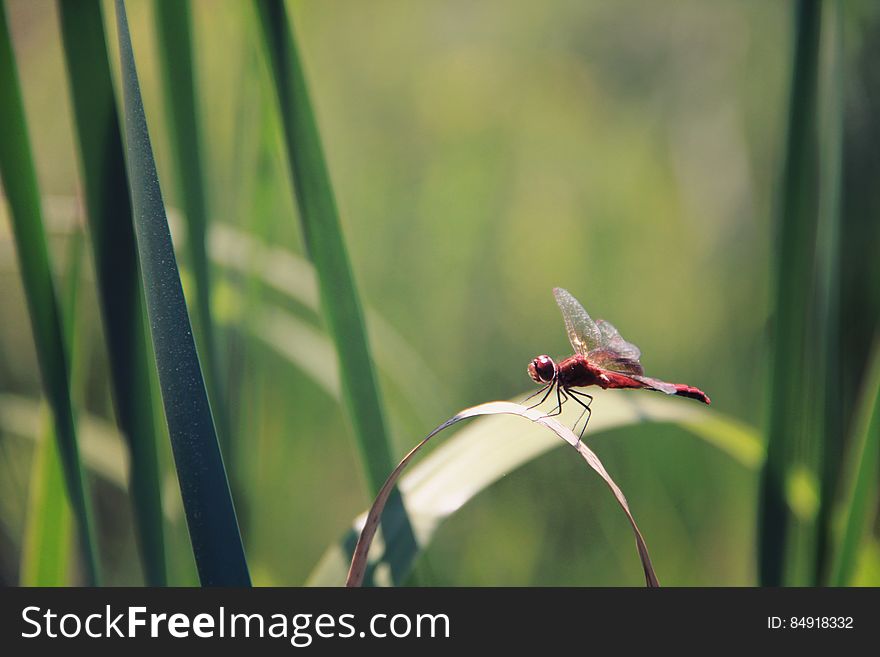 Dragonfly On Leaf