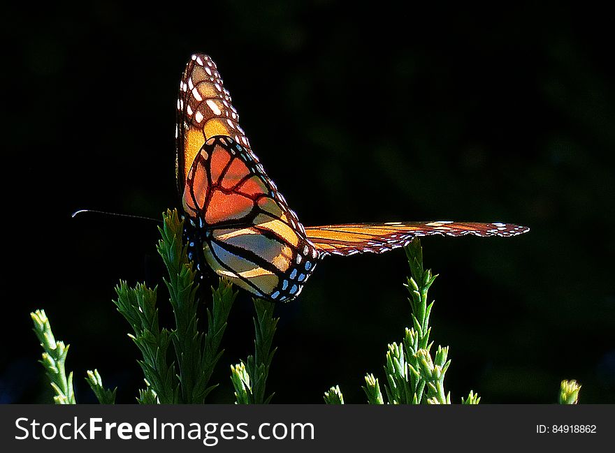 Monarch Butterfly.FZ200