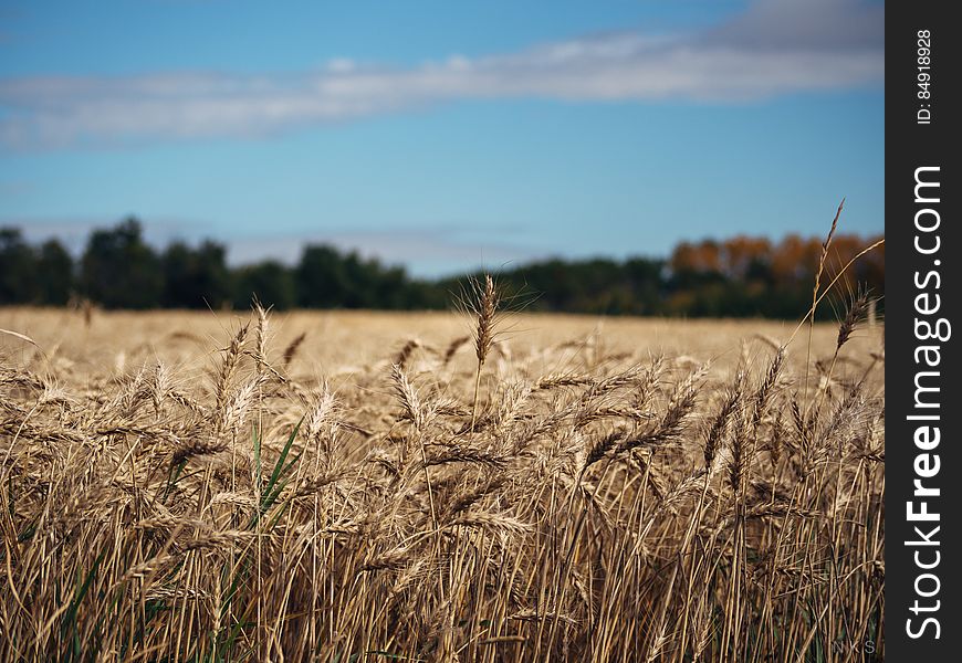 Golden Fields