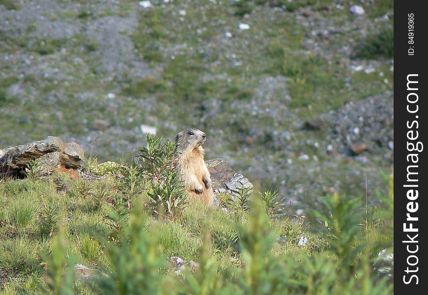 Can I use this photo? Read here for more informations. Marmot â€“ Passo dello Stelvio â€“ 13 August 2008 These are photos I took in 2008 on a long trip I made around northern Italy. I started from Rome and went all the way to the alps. At the end I did 2900km in 10 days. read more &gt;&gt;. Can I use this photo? Read here for more informations. Marmot â€“ Passo dello Stelvio â€“ 13 August 2008 These are photos I took in 2008 on a long trip I made around northern Italy. I started from Rome and went all the way to the alps. At the end I did 2900km in 10 days. read more &gt;&gt;