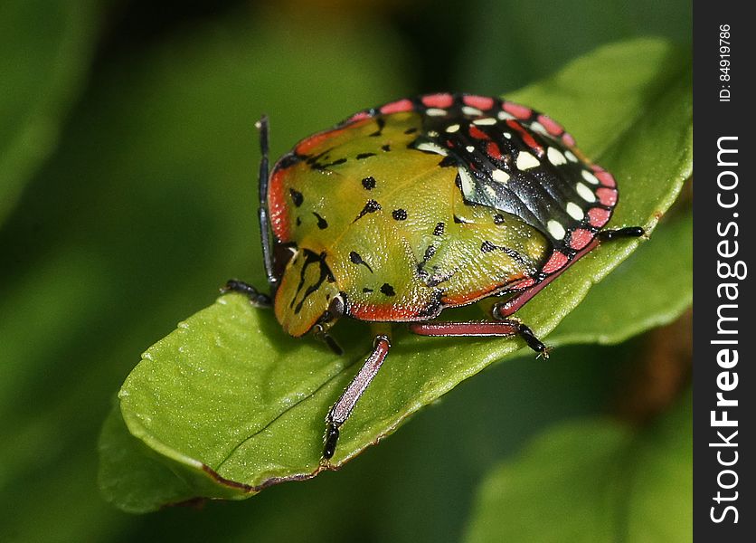 This pest, is also known in some countries as the green vegetable bug. It occurs throughout the Americas, in various Pacific Islands, Japan, Australia, New Zealand, and Africa. First seen in Hawaii in 1961 on Oahu, it has spread to all major islands. The bugs feed by piercing plant tissue with needle-like stylets. The actual feeding puncture is not immediately visible. Adults and nearly all nymphal stages &#x28;2nd to 5th nymphal stages&#x29; feed on a variety of plant tissue. Succulent parts of the plant and the developing flowers or fruit are preferred. Feeding injury becomes visible sometime after actual feeding. Feeding on flower buds results in premature abscission. Feeding injury on leguminous pods results in seed damage and ultimately distorted development of the pods. Nymphal and adult feeding on macadamia nuts often results in spotting or pitting of the kernels and premature abscission. Soft and spongy tissue under otherwise intact epidermis results when the stink bug feeds on vegetable tissue.