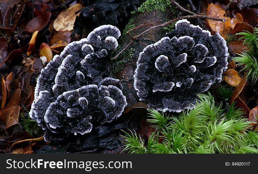 Common name: None Found: Nothofagus Forests Substrate: Ground Spore: WhiteHeight: 45 mm Width: 80 mm Season: Autumn Edible: No. Common name: None Found: Nothofagus Forests Substrate: Ground Spore: WhiteHeight: 45 mm Width: 80 mm Season: Autumn Edible: No