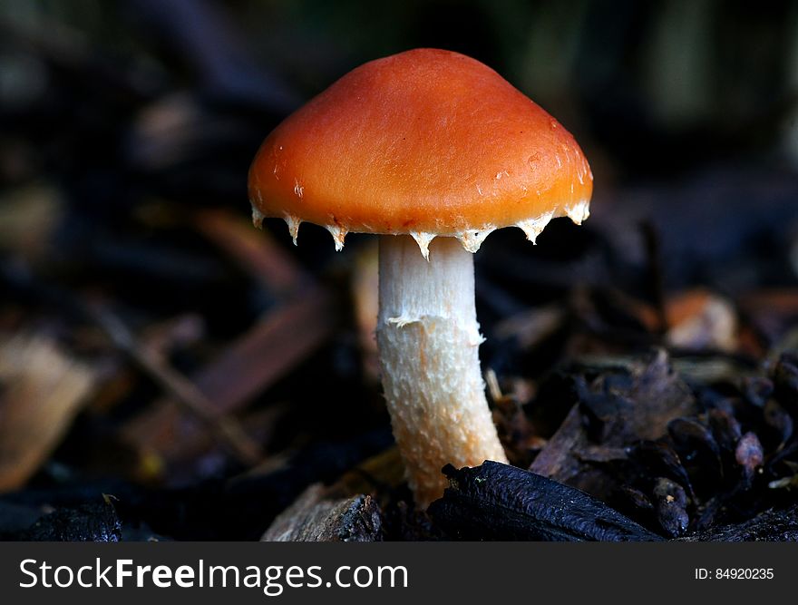 Leratiomyces ceres, commonly known as the Redlead Roundhead, is mushroom which has a bright red to orange cap and dark purple-brown spore deposit.