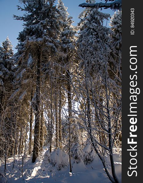 Sky, Snow, Plant, Wood, Natural landscape, Larch