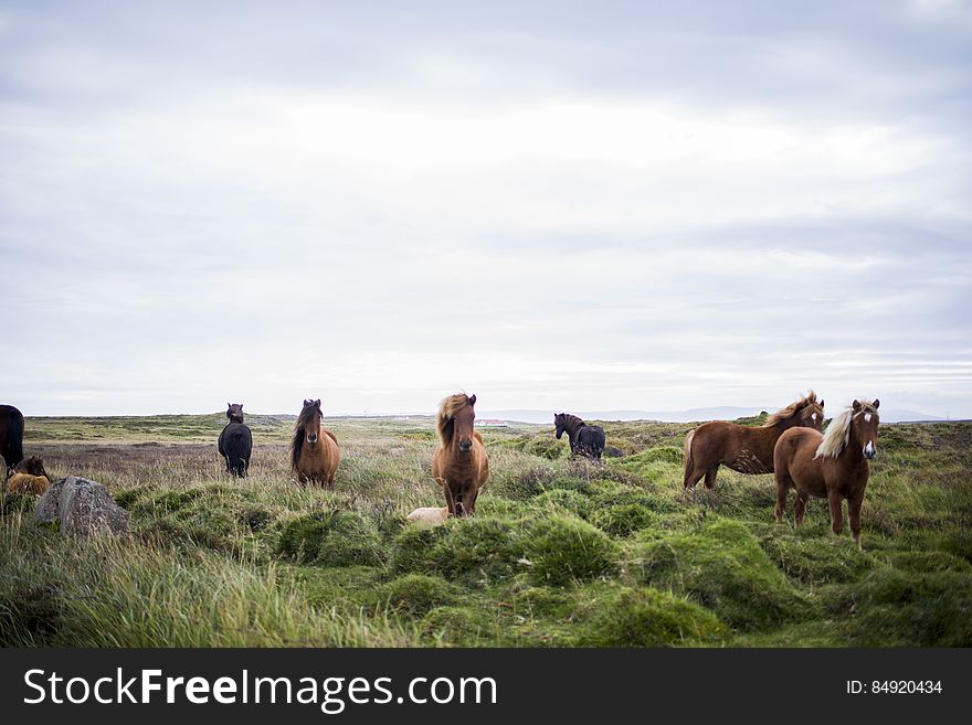 Horses In An Open Field