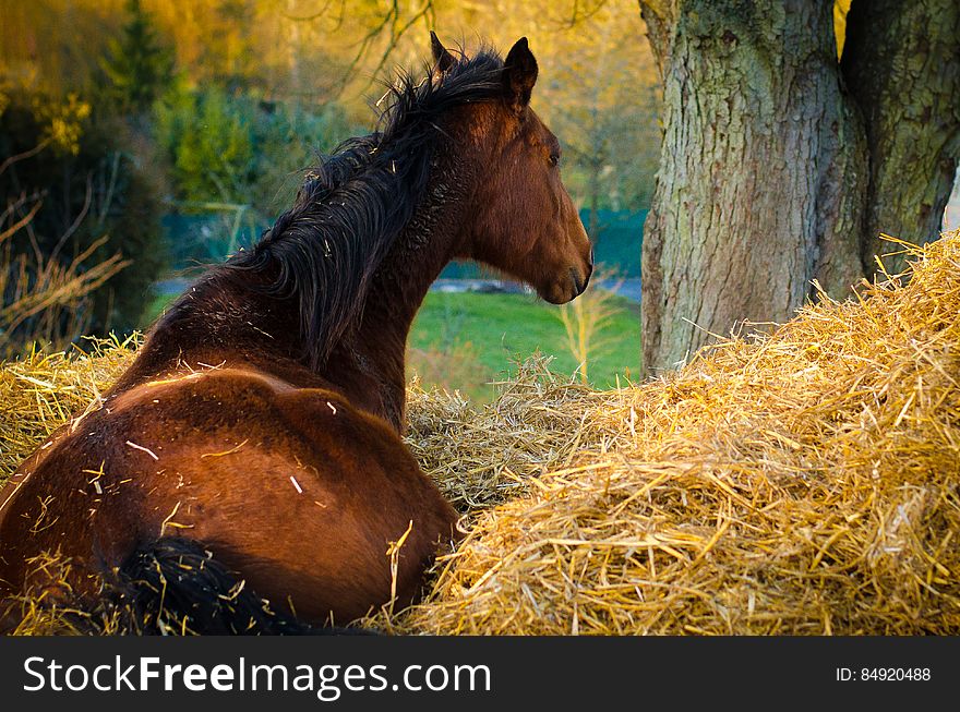 Portrait of brown horse lying in straw outdoors on sunny day. Portrait of brown horse lying in straw outdoors on sunny day.