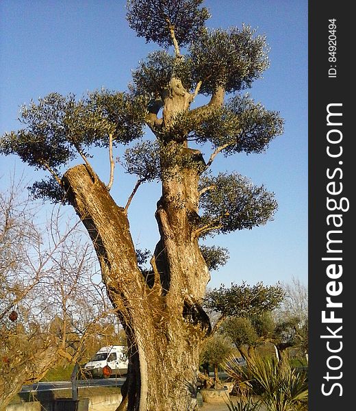 Sky, Plant Community, Plant, Tree