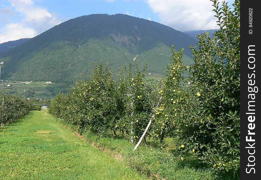 Can I use this photo? Read here for more informations. Crops of apple – Casez di Sanzeno – 13 August 2008 These are photos I took in 2008 on a long trip I made around northern Italy. I started from Rome and went all the way to the alps. At the end I did 2900km in 10 days. read more &gt;&gt;. Can I use this photo? Read here for more informations. Crops of apple – Casez di Sanzeno – 13 August 2008 These are photos I took in 2008 on a long trip I made around northern Italy. I started from Rome and went all the way to the alps. At the end I did 2900km in 10 days. read more &gt;&gt;