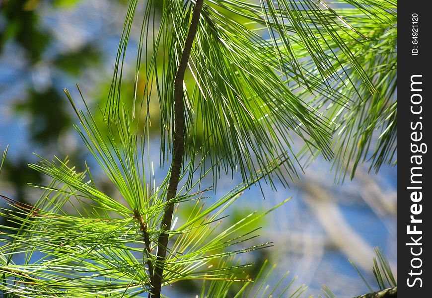 Pine Tree Leaves On Tree