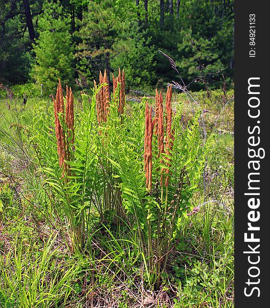 Cinnamon ferns &#x28;Osmundastrum cinnamomeum&#x29; growing in the pipeline swath at the northern end of the Cranberry Swamp Natural Area, Sproul State Forest, Clinton County. I&#x27;ve licensed this photo as CC0 for release into the public domain. You&#x27;re welcome to download the photo and use it without attribution. Cinnamon ferns &#x28;Osmundastrum cinnamomeum&#x29; growing in the pipeline swath at the northern end of the Cranberry Swamp Natural Area, Sproul State Forest, Clinton County. I&#x27;ve licensed this photo as CC0 for release into the public domain. You&#x27;re welcome to download the photo and use it without attribution.