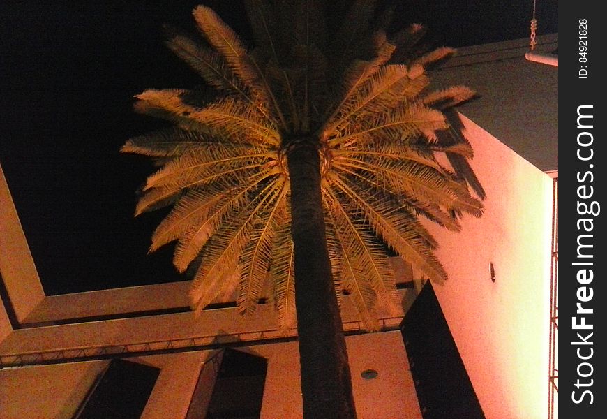 Palm tree in outside courtyard illuminated at night. Palm tree in outside courtyard illuminated at night.