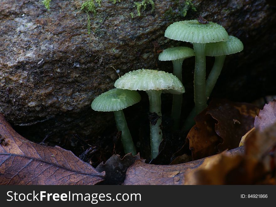 The waxcaps and woodwaxes include some of our most spectacular gilled fungi, but they are sensitive to pollution and nutrients; as a result, they usually disappear if land is treated with agricultural or arboricultural chemicals. Waxcaps &#x28;Hygrocybe species&#x29; are grassland saprophytes, while the relatives the woodwaxes &#x28;Hygrophorus species&#x29; are ectomycorrhizal with trees and shrubs. The waxcaps and woodwaxes include some of our most spectacular gilled fungi, but they are sensitive to pollution and nutrients; as a result, they usually disappear if land is treated with agricultural or arboricultural chemicals. Waxcaps &#x28;Hygrocybe species&#x29; are grassland saprophytes, while the relatives the woodwaxes &#x28;Hygrophorus species&#x29; are ectomycorrhizal with trees and shrubs.